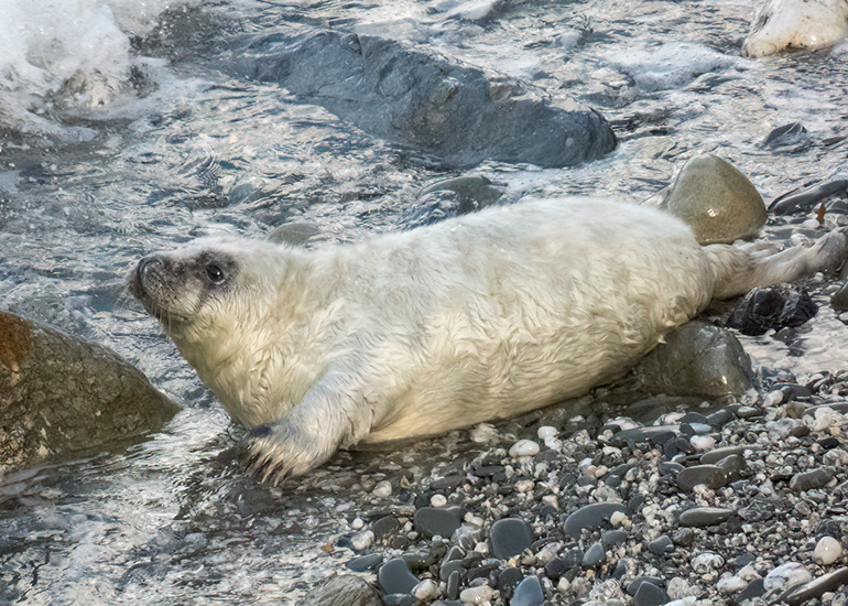 Seals in the Wild