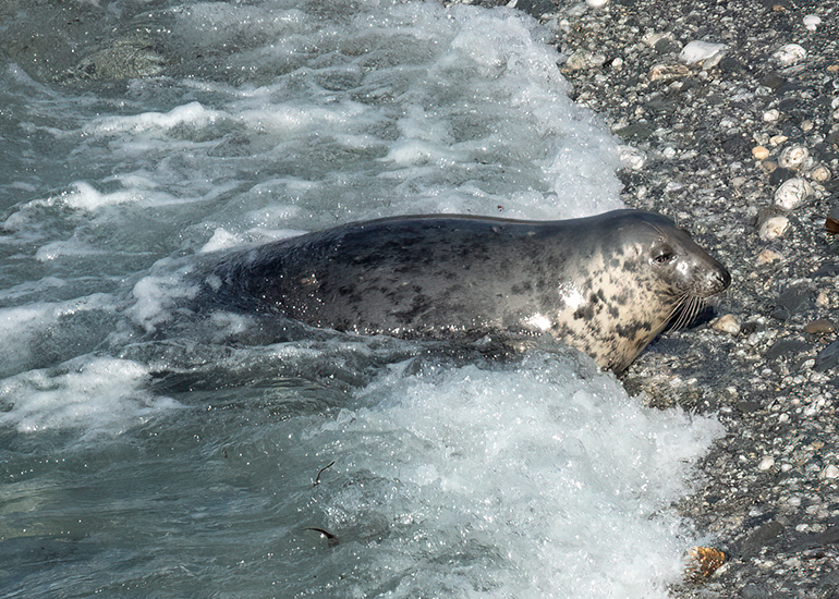 Seals in the Wild