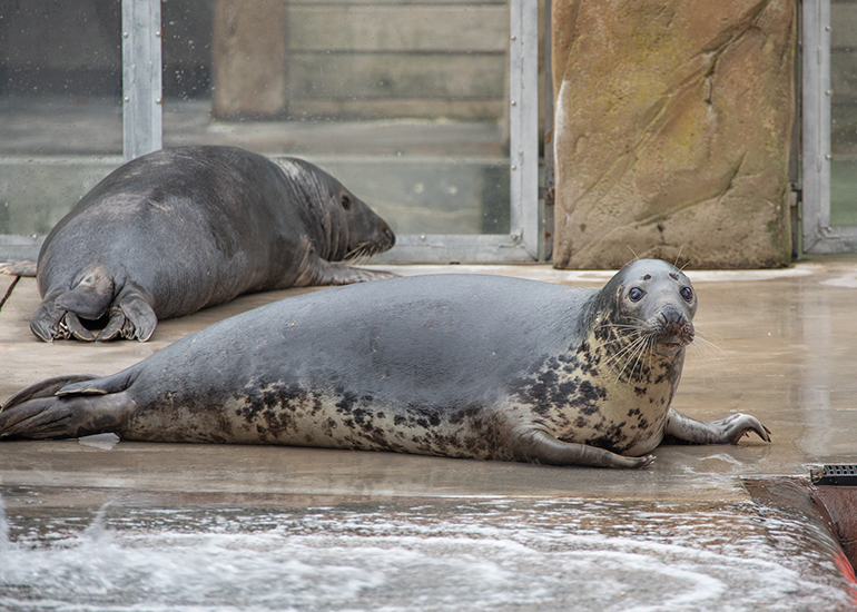 Seals in the Wild