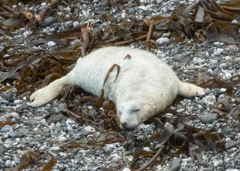 Seals in the Wild