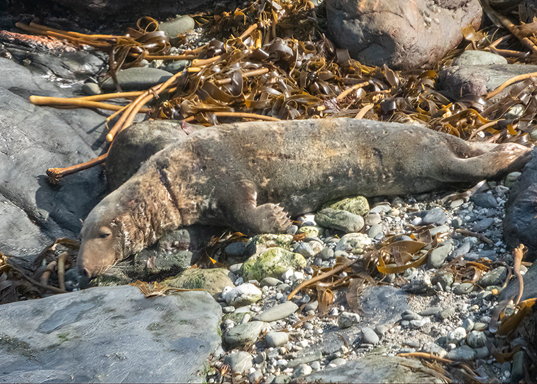 Seals in the Wild