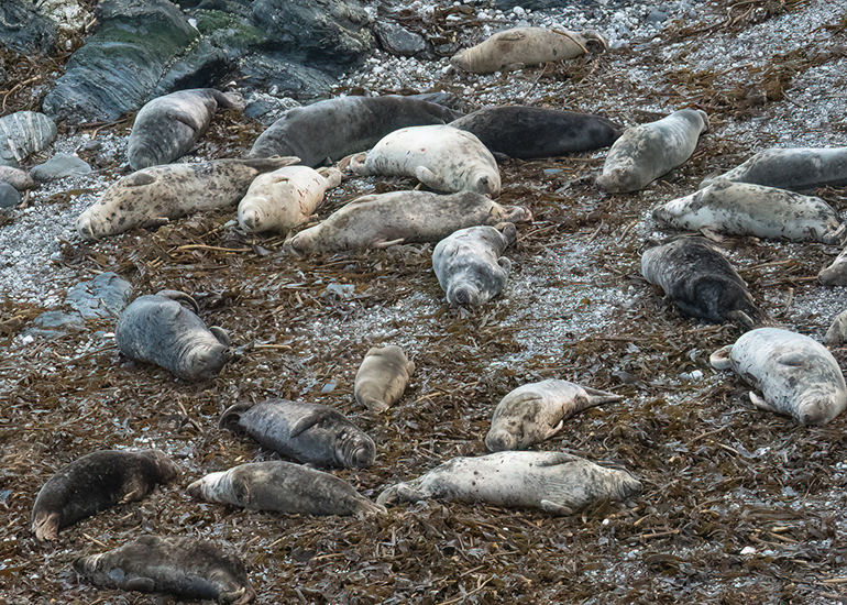 Seals in the Wild