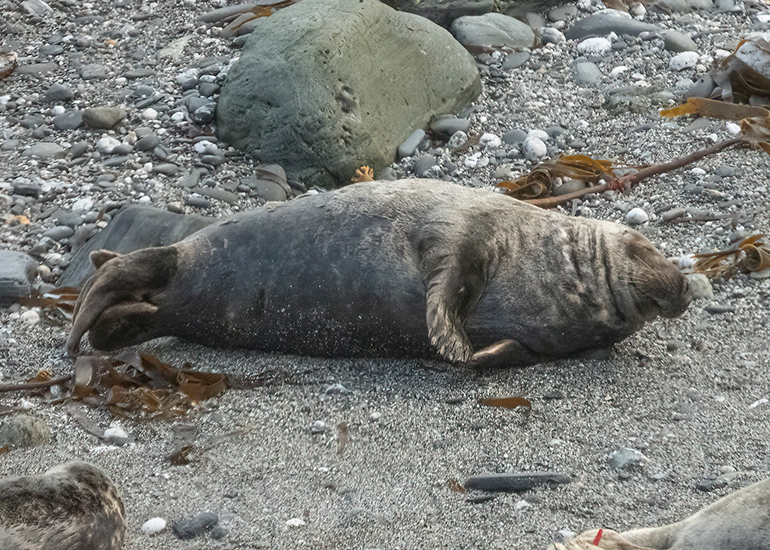 Seals in the Wild