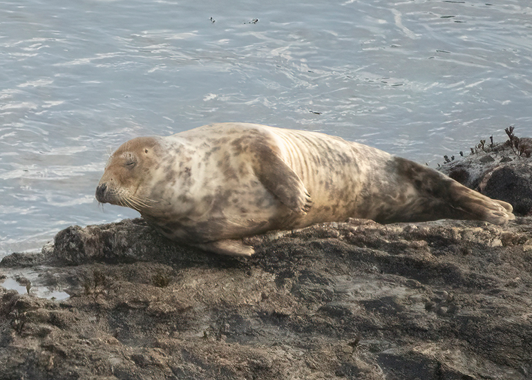 Seals in the Wild