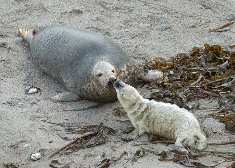 Seals in the Wild