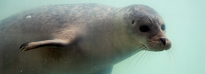Seals hold their breathe underwater for upto 30 minutes