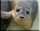 Seal Pups in the hospital on 23rd July 2016