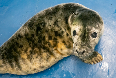 Cornish Seal Sanctuary issues seal pup warning amid wild winter storms