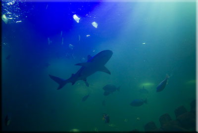 Black Tipped Shark