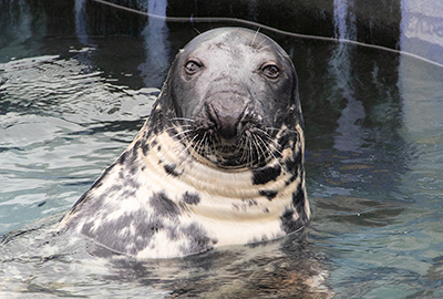 Sheba - celebrates her 50th birthday