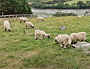 Sheep - 21st July 2024