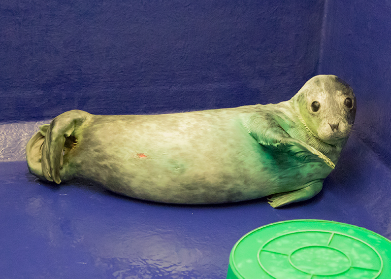 Shirley, rescued seal pup