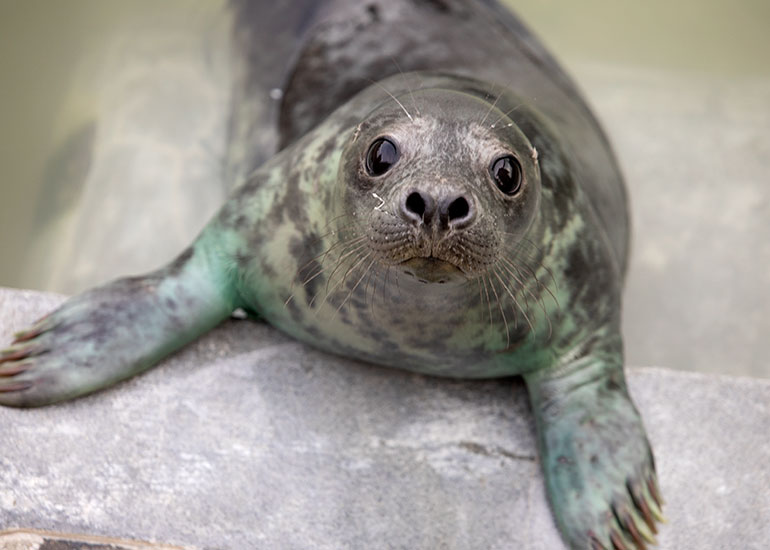 Shirley, rescued seal pup