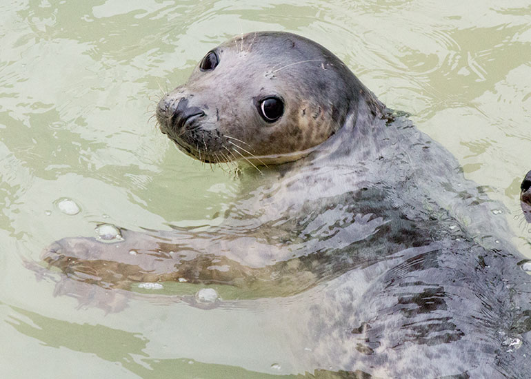 Shogi - photo taken on 20th May 2016 in the rehabilitation pool