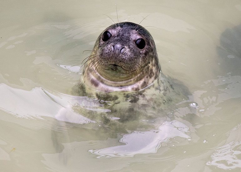 Shogi - photo taken on 28th December 2015 in nursery pool 2