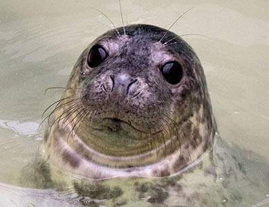 Shogi, a rescued grey seal pup from the 2015/16 season