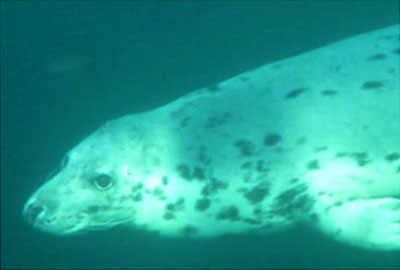 Shuttle seen on 27th May 2016