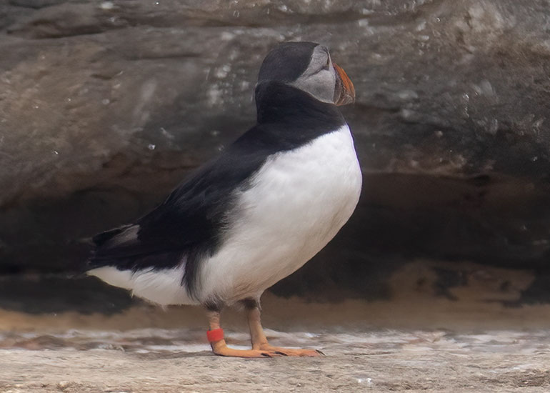Sigurbjorg - Puffin