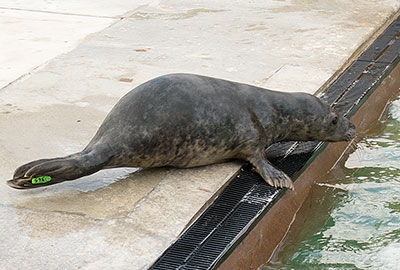 Singer in the convalescent pool