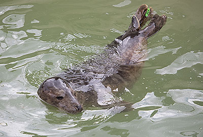 Singer in the convalescent pool