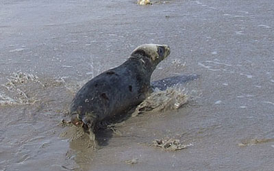 Seal Release
