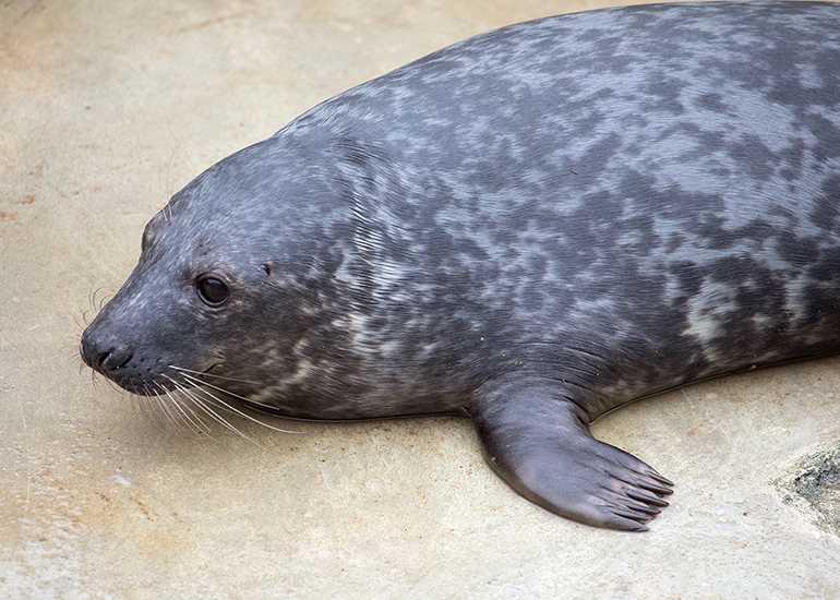 Smegol, rescued seal pup