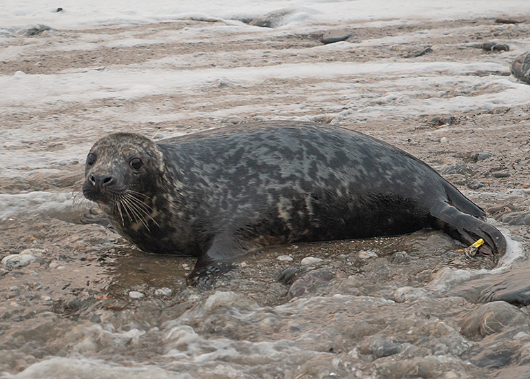 Smegol, rescued seal pup
