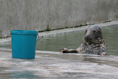 Snoopy, our resident grey seal - 2007