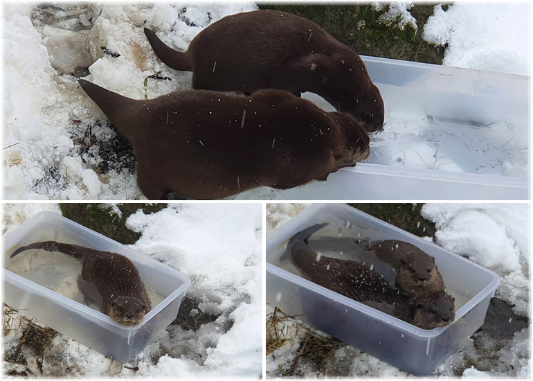 Resident not sure about the snow!