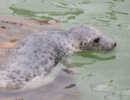 Solitaire, a rescued grey seal pup from the 2015/16 season