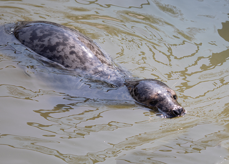Space Invader, rescued seal pup
