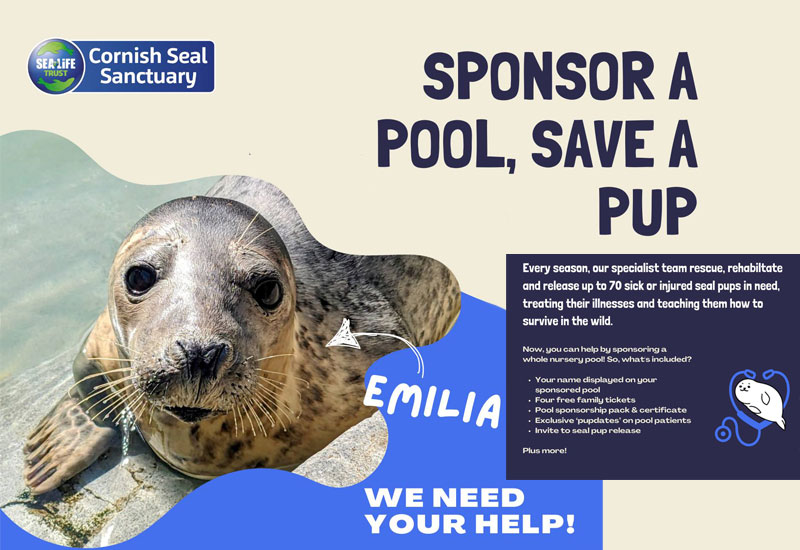 Sponsor a Seal Pup Nursery Pool