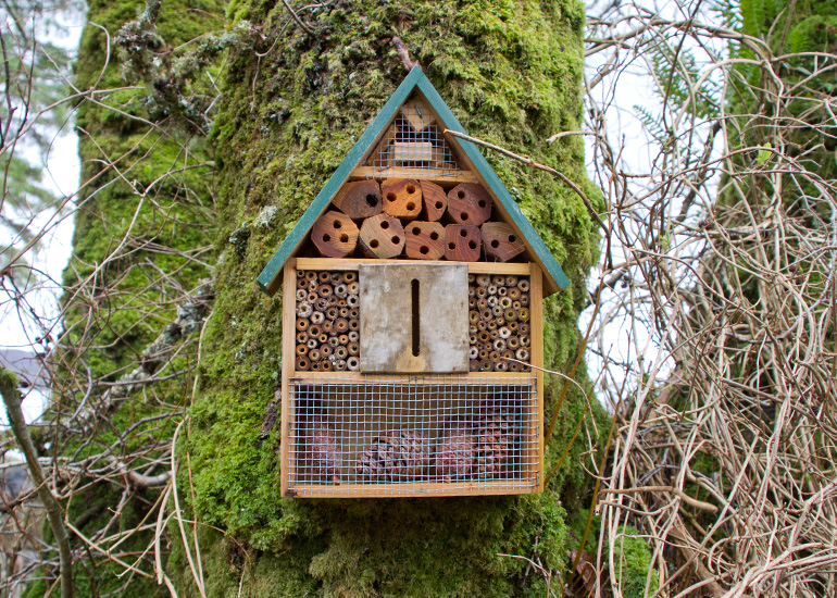 Bugs Hotel