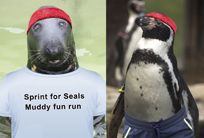 Sprint for Seals - Sunday 24th March 2019