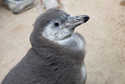 Squidge - 1st August 2018