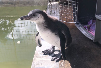 Squidge - 8th August 2018