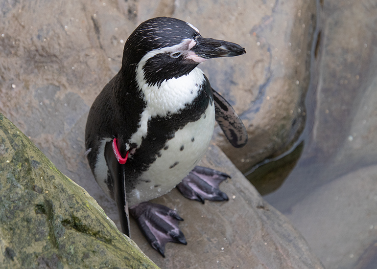 Squidge - Humboldt Penguin