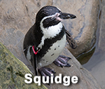 Squidge