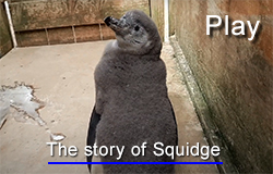 The story of Squidge