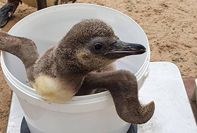 Penguin Chick - Squirt