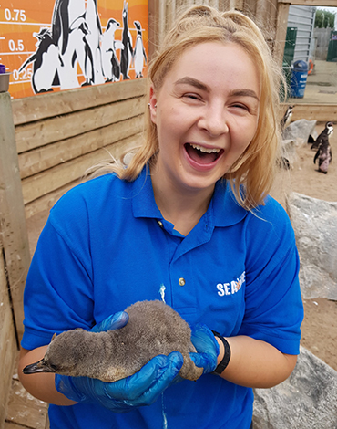 Penguin Chick - Squirt