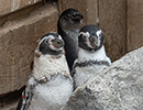 Penguins - 30th August 2020