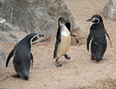 Penguins - 30th August 2020