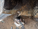 Penguins