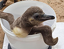 Penguins
