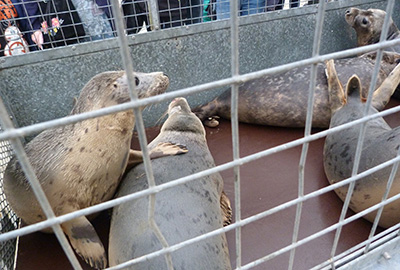 Seal Release - 24th March 2017
