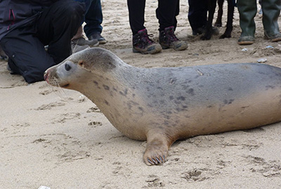 Seal Release - 24th March 2017
