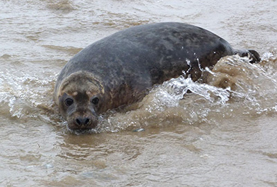 Seal Release - 24th March 2017