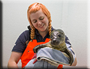 Nat holding a seal pup ready to be weighed in the hospital