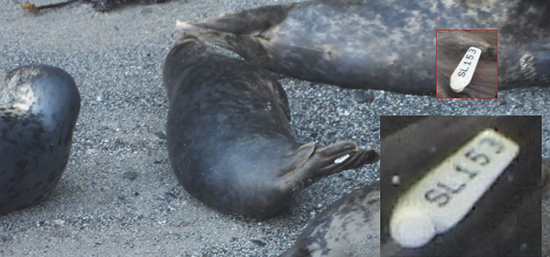 Star Anise - Photo credit - Sue Sayer MBE and Kate Hockley - Seal  Research Trust  - 16th February 2023